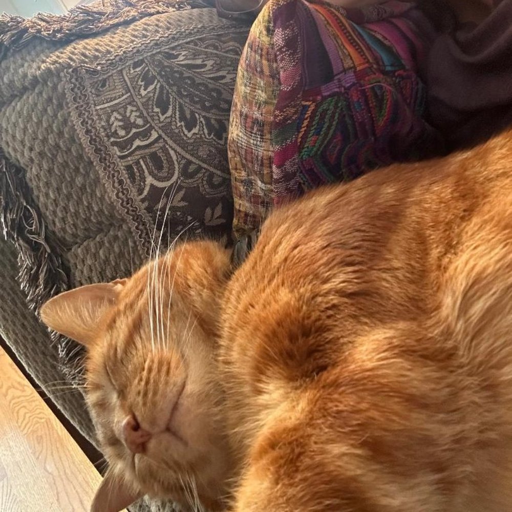 Meet your Posher, Sam